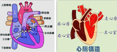 内科主治医师-相关专业知识/专业知识.-基础学习[高效定制]