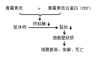 青霉素类作用机制【tang】