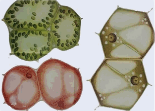 药用植物与生药学-基础学习班