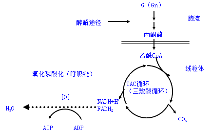 乙酰coa合成酶,柠檬酸合酶,异柠檬酸脱氢酶,α-酮戊二酸脱氢酶生理