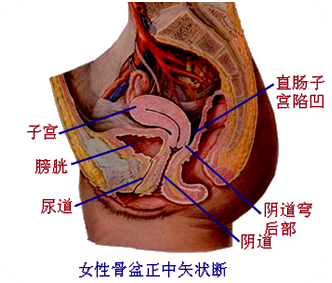 子宫前倾前屈图片