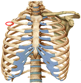 肋:12对,由肋骨和肋软骨组成肋头肋颈肋结节肋角肋沟颅骨(29)组成