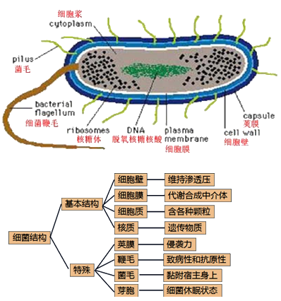 葡萄球菌结构图片
