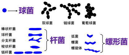 细菌形态结构示意图图片