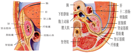 肾周筋膜解剖图片