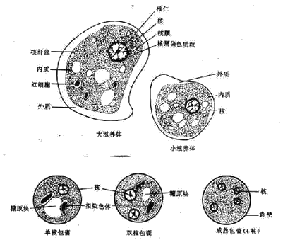 (1)形态:主要寄生于人体的结肠,引起阿米巴痢疾,也可侵入肝,肺,脑