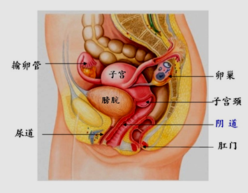 子宫   (1)位置形态   ①子宫位于骨盆腔中央,前为膀胱,后为直肠