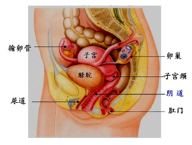 对女性生殖器的认识 西医 外阴 阴道口和处女膜 阴道 宫颈外口 子宫