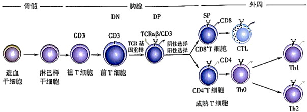 的t祖细胞在胸腺中发育成熟为具有免疫活性的成熟t淋巴细胞,简称t细胞