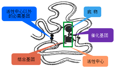 (二)活性中心與必需基團 考點 (1)活性中心:酶的活性中心指酶