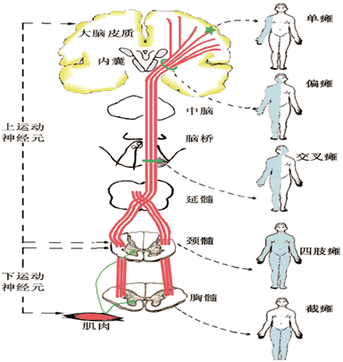临床助理精神神经系统章浩2021基础vip签约特训营
