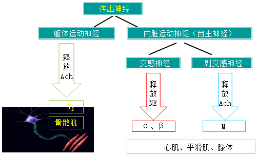 传出神经系统的——递质和受体