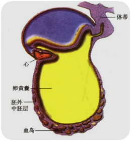 是人类最初的造血中心.血岛:卵黄囊壁上的胚外中胚层细胞聚集成团.