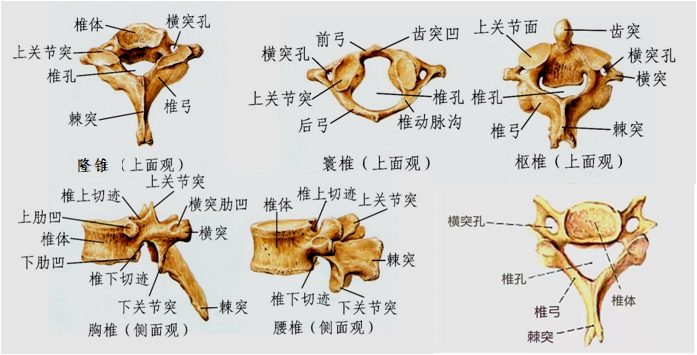 7个突起 横突