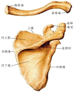 关节盂解剖图图片
