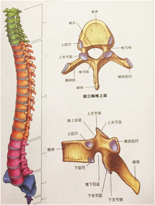 胸椎横突位置图片图片