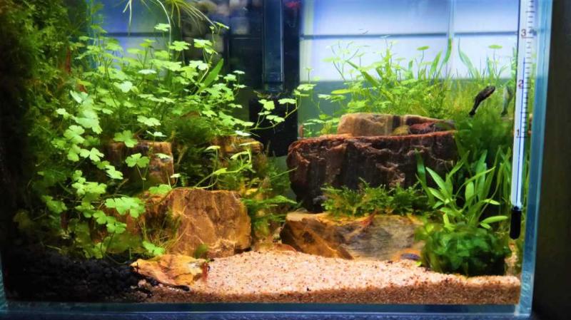 20方缸第一次造景满月纪念